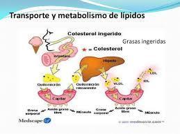 DIGESTIÓN DE LAS GRASAS