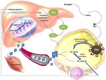 METABOLISMO DE LÍPIDOS