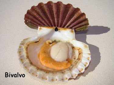 BIVALVOS