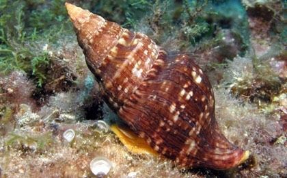 GASTEROPODOS