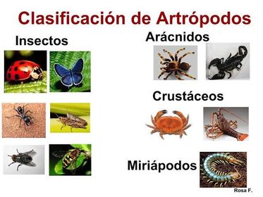 ARTRÓPODOS