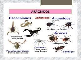 Arácnidos