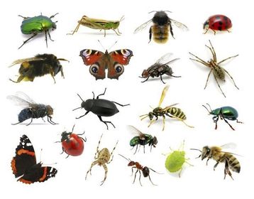 Insectos