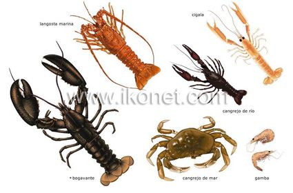 Crústaceos