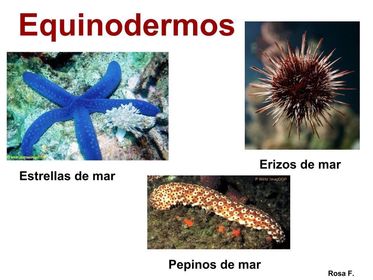 EQUINODERMOS