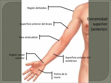 Jesed Bondad Brazo derecho