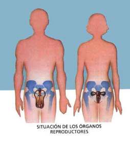 Iesod: Fundamento Organo reproductivo
