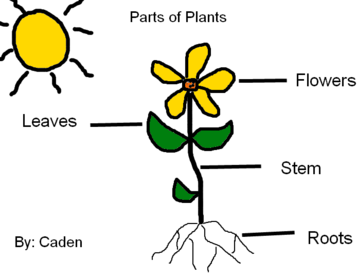 Plants have got different parts